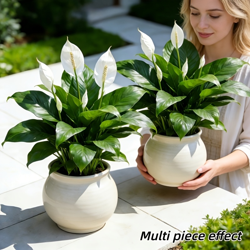 Peace Lily White - 2 Pieces = 6 Flowers, Vase