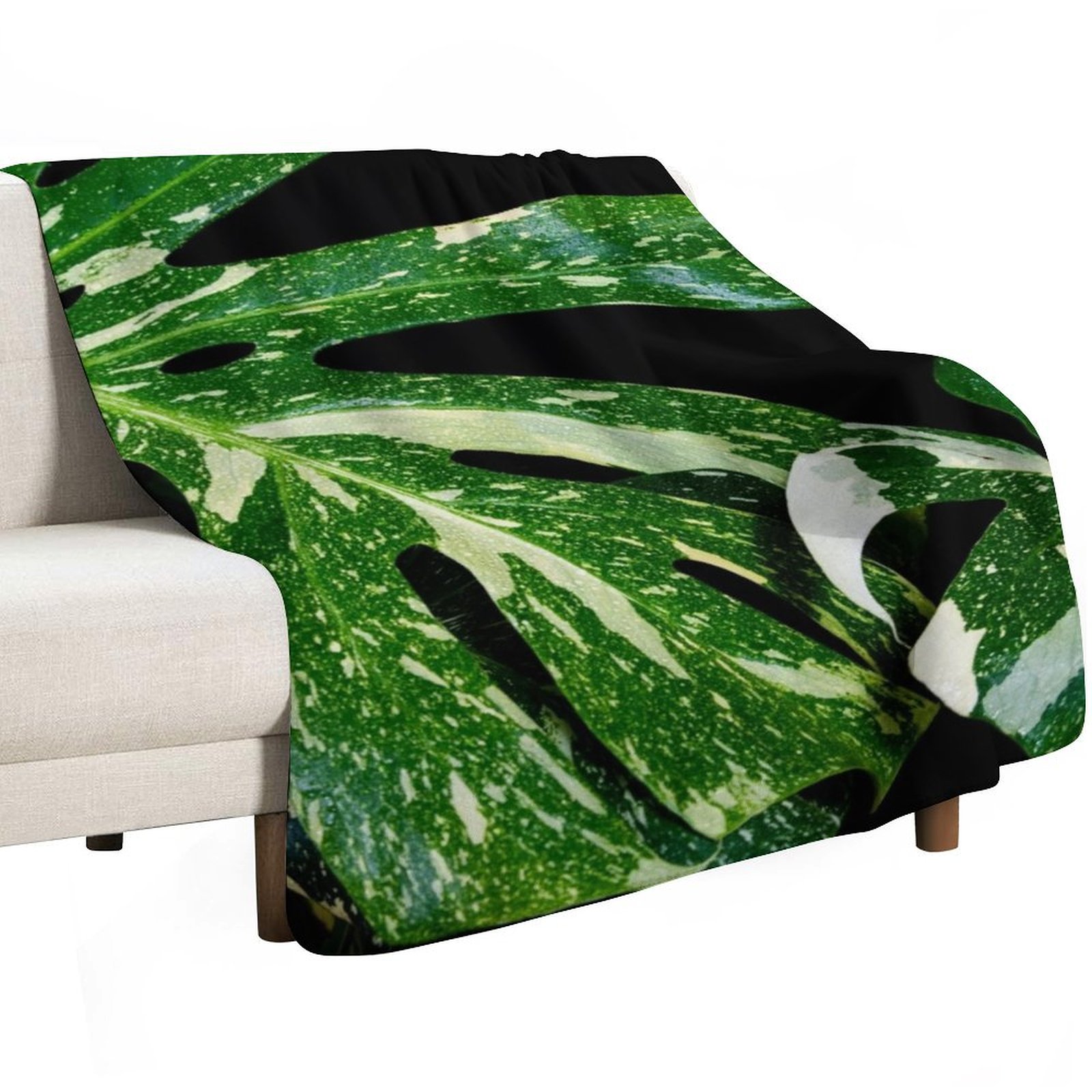 Monstera Thai Constellation Th - огляд і ціна Monstera Thai Constellation