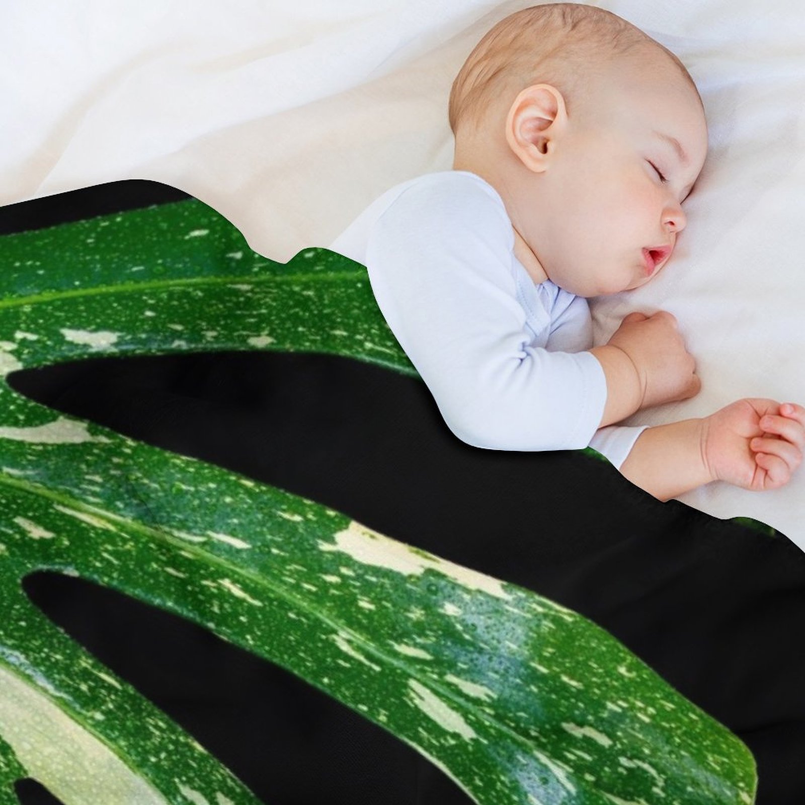 Monstera Thai Constellation Th - огляд і ціна Monstera Thai Constellation