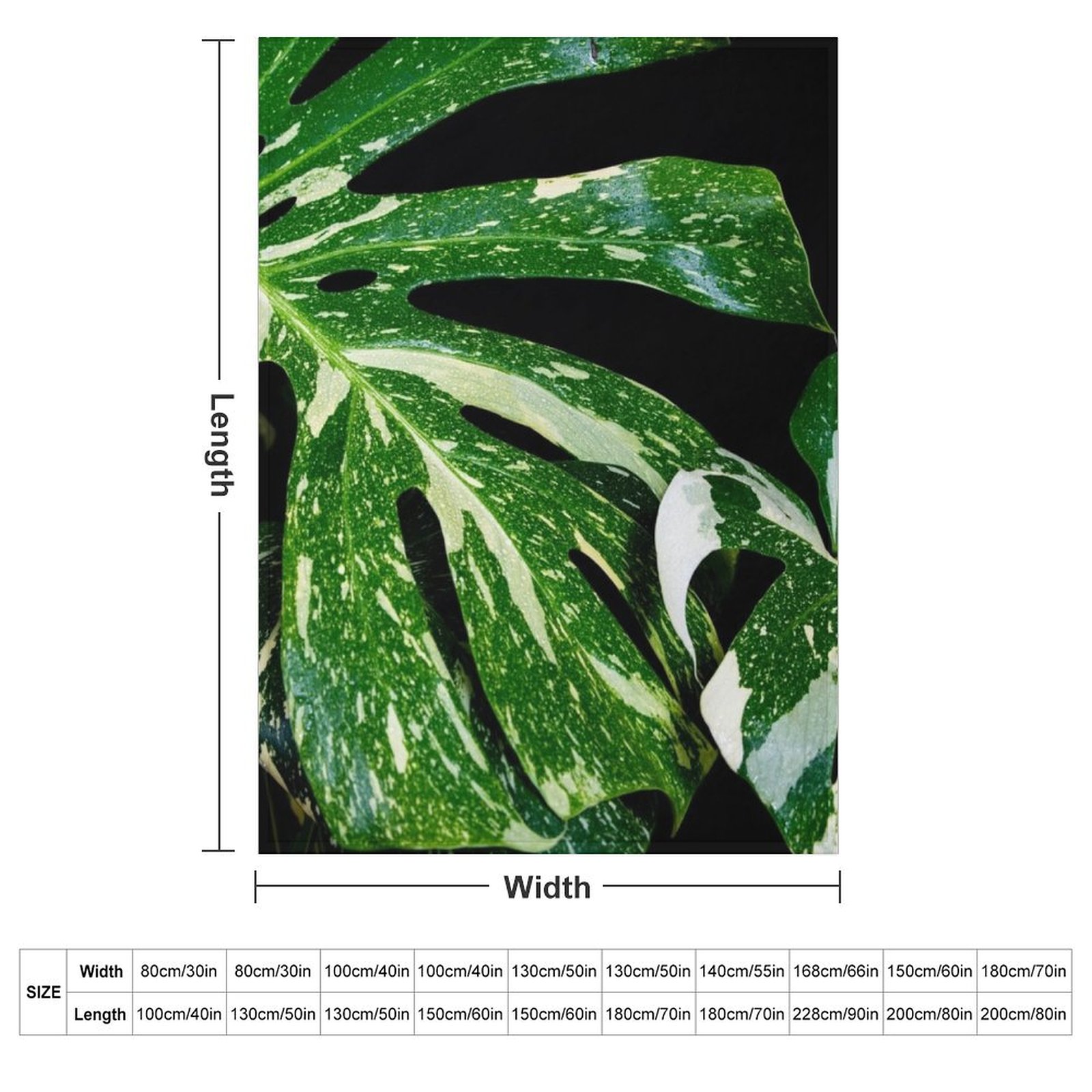 Monstera Thai Constellation Th - огляд і ціна Monstera Thai Constellation