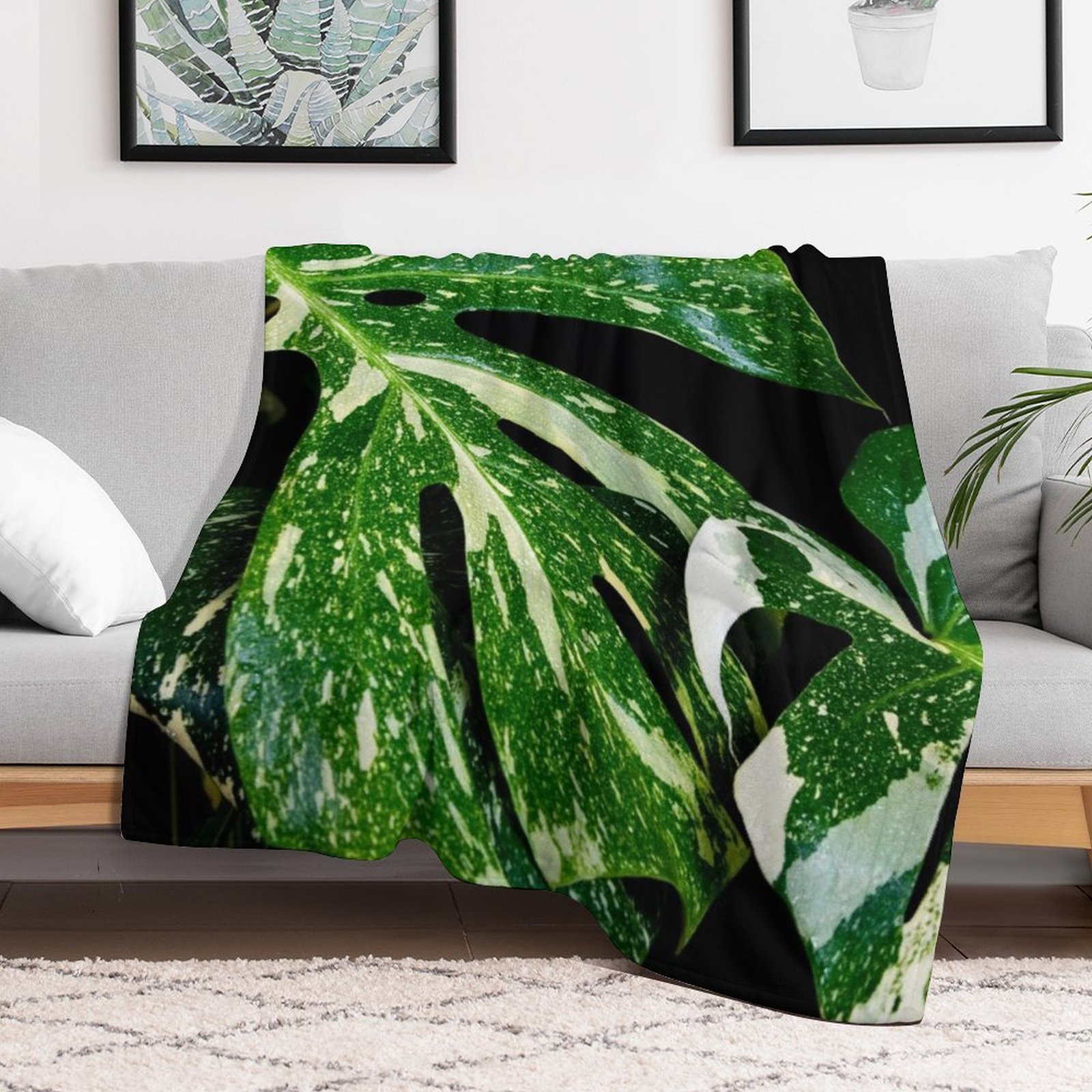 Monstera Thai Constellation Th - огляд і ціна Monstera Thai Constellation